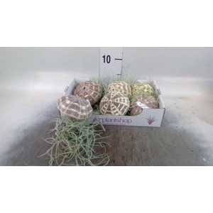 Arr.  Tillandsia L%