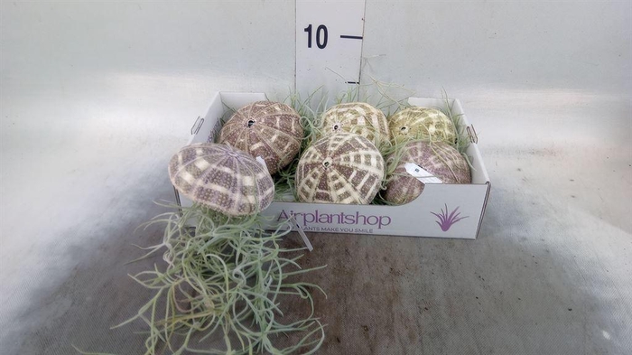 <h4>Arr.  Tillandsia L%</h4>