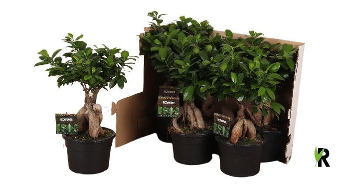 <h4>Ficus Mi Ginseng FGP1740F348</h4>