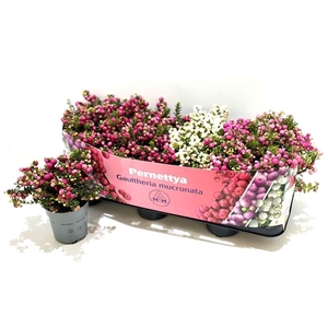 Gaultheria mucronata Mixtray