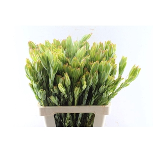 Leucad Procerum Spray