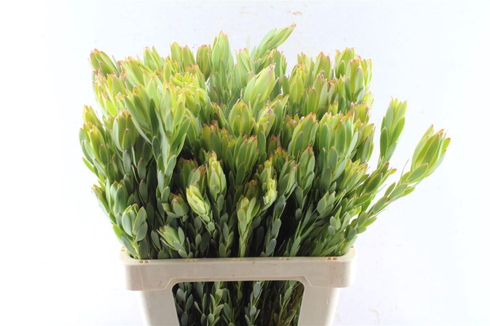 <h4>Leucad Procerum Spray</h4>