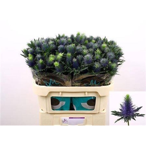 Eryngium Supernova Qstar 70cm X30