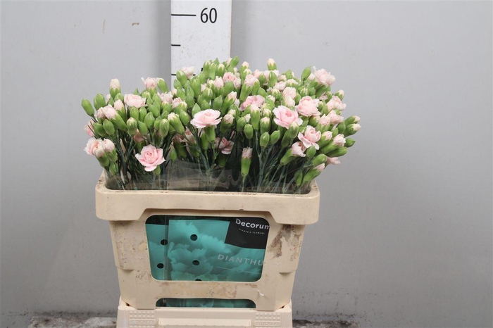 <h4>Di Tr L Pink Tessino</h4>