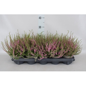 Calluna vulg. 'Tib'