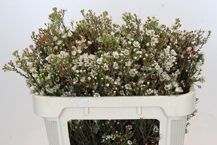 <h4>Chamelaucium uncinatum 'Ziv'</h4>