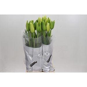 Tulipa (Frans) en Maureen