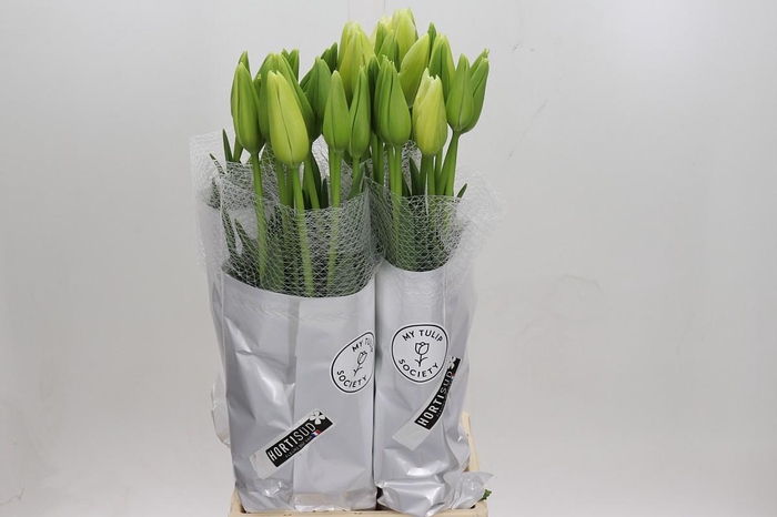 <h4>Tulipa (frans) En Maureen</h4>