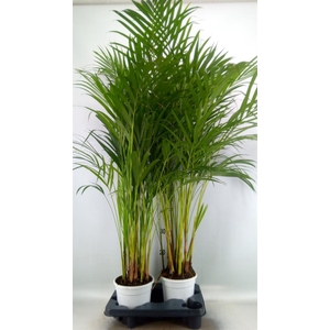 Dypsis lutescens   ...Chrysalidoca