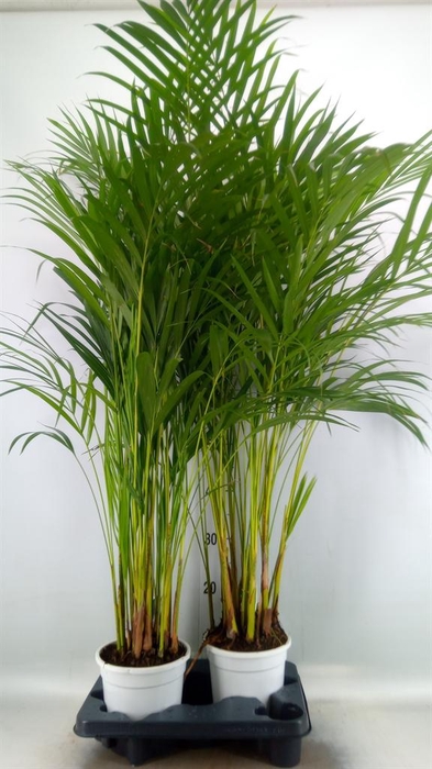 <h4>Dypsis lutescens   ...Chrysalidoca</h4>