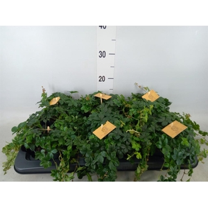 Parthenocissus inserta