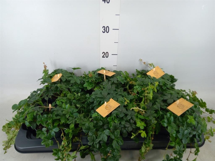 <h4>Parthenocissus inserta</h4>