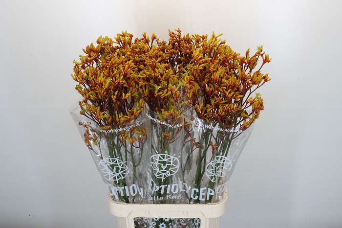 <h4>Kangaroo Paw Gold Fever</h4>