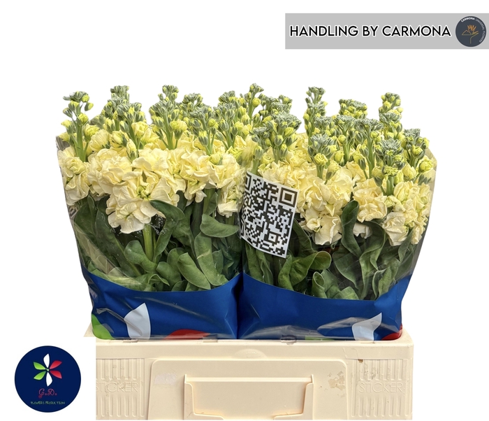 <h4>MATTH IRON YELLOW</h4>