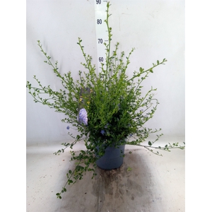Ceanothus impressus 'Victoria'