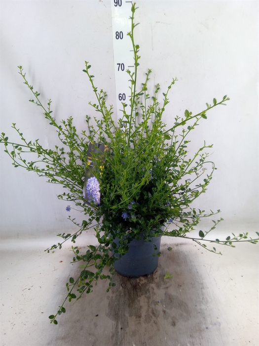 <h4>Ceanothus impressus 'Victoria'</h4>