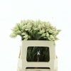 Blushing Brides White 2-3