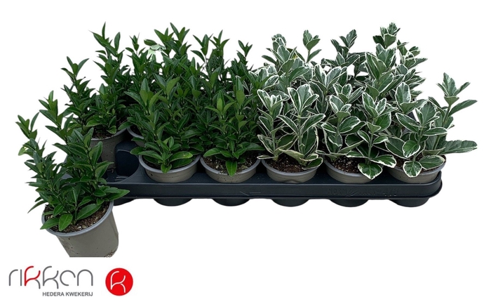 <h4>EUONYMUS JAP GEM</h4>