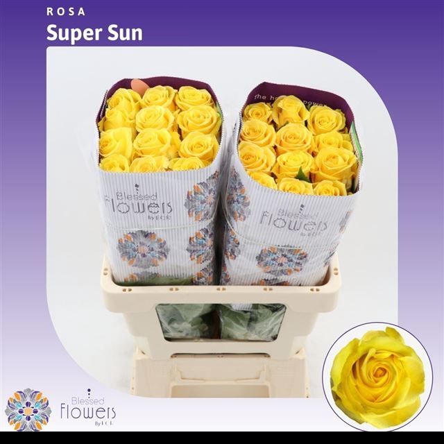 <h4>R GR SUPER SUN</h4>