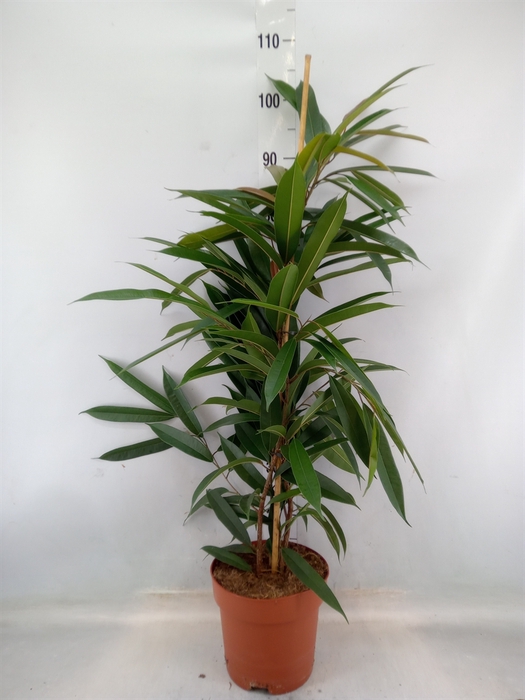 <h4>Ficus binn. 'Amstel King'</h4>