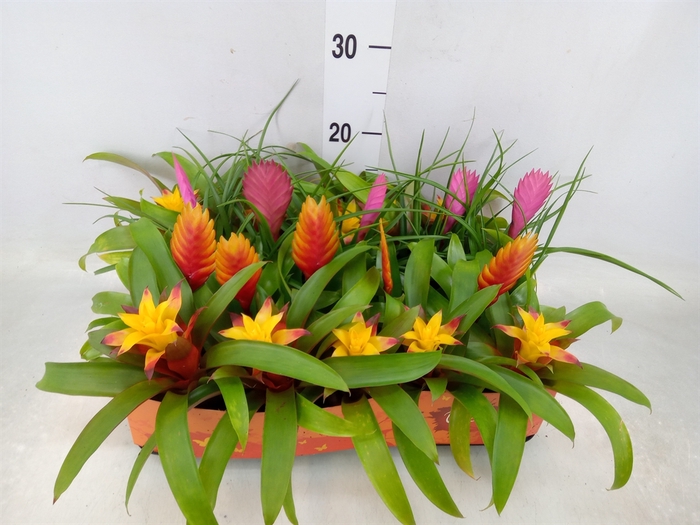 <h4>Bromelia   ...mix</h4>