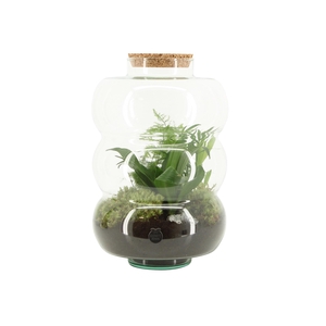 90585: Terrarium arrangement