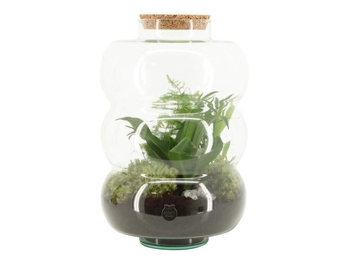 <h4>90585: Terrarium arrangement</h4>