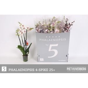 PHAL OV WIT