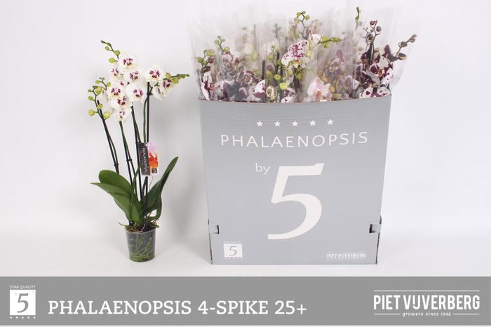 <h4>PHAL OV WIT</h4>