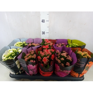 Kalanchoe blos.   ..rosebud rs fl 5