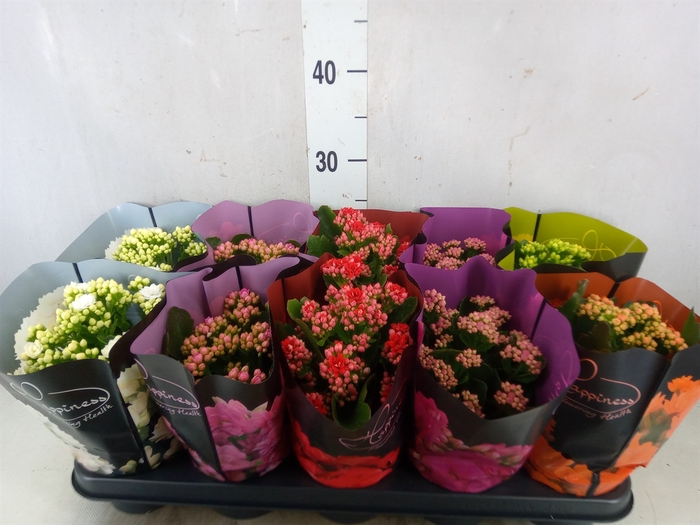 <h4>Kalanchoe blos.   ..rosebud rs fl 5</h4>