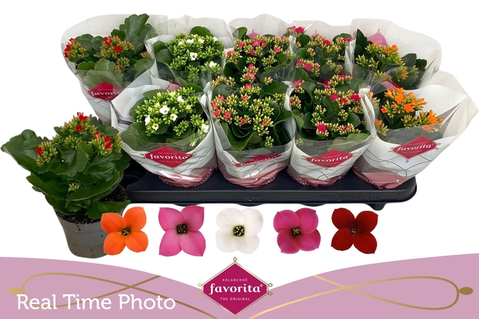 <h4>KAL EN GEM 5 KL</h4>