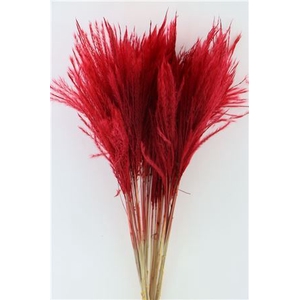 Dried Stipa Feather Red P. Stem