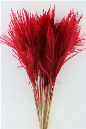 Dried Stipa Feather Red P. Stem