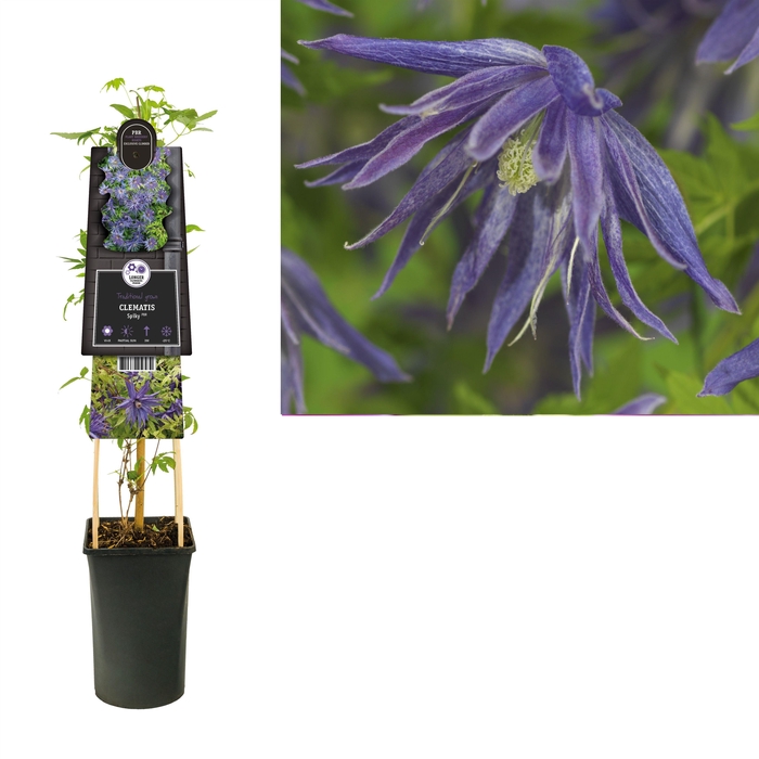 <h4>Clematis Spiky PBR +3.0 label</h4>