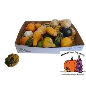 CUCURBITA MAYA MIX