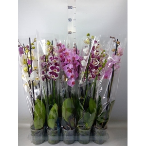 Phalaenopsis   ...mix  5