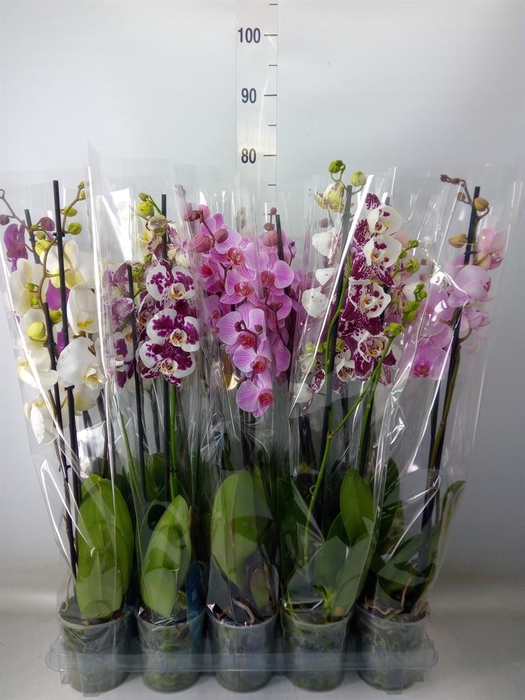 <h4>Phalaenopsis   ...mix  5</h4>