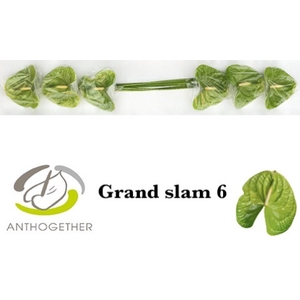 ANTH A GRAND SLAM 6  824