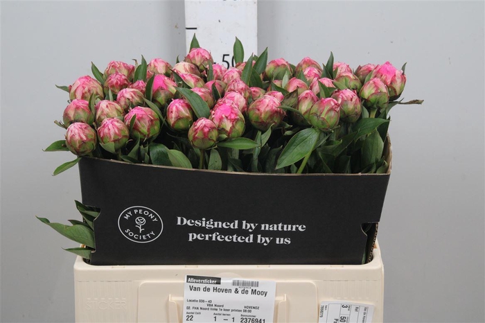 <h4>Paeo Dr A Fleming</h4>