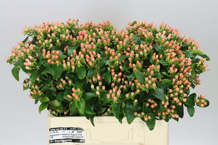 <h4>Hyp Magical Pink Fall</h4>