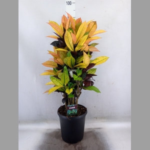 Codiaeum var. KL 'Mrs Iceton'