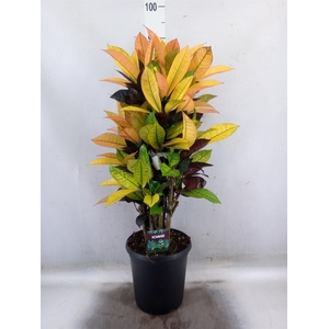 Codiaeum var. KL 'Mrs Iceton'