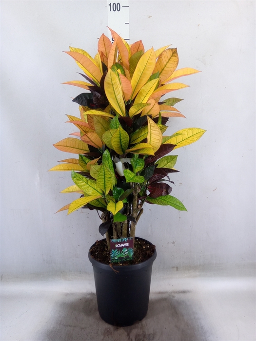 <h4>Codiaeum var. KL 'Mrs Iceton'</h4>