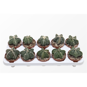 Astrophytum Myriostigma Monstruosa