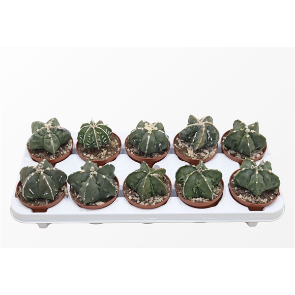 <h4>Astrophytum Myriostigma Monstruosa</h4>