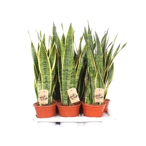 Sansevieria Laurentii