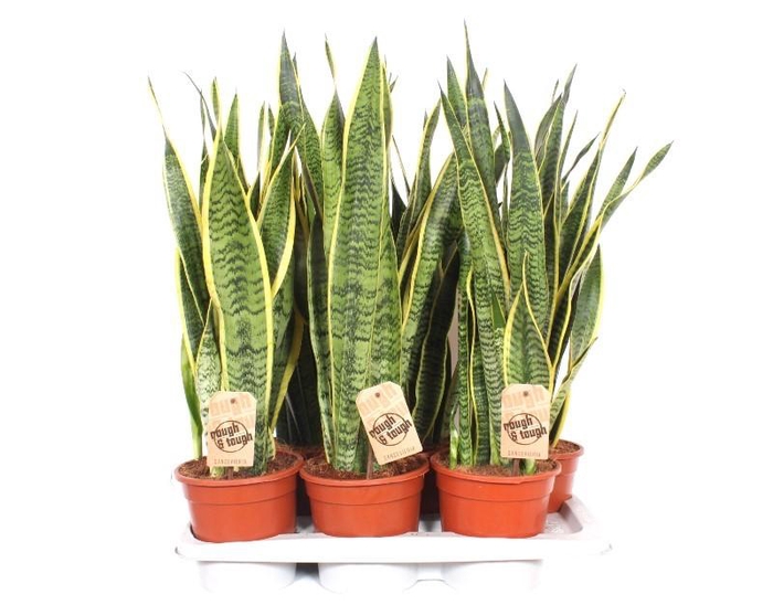<h4>Sansevieria Laurentii</h4>