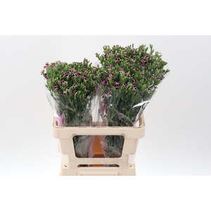 Di Raffin Petit Faye 55cm