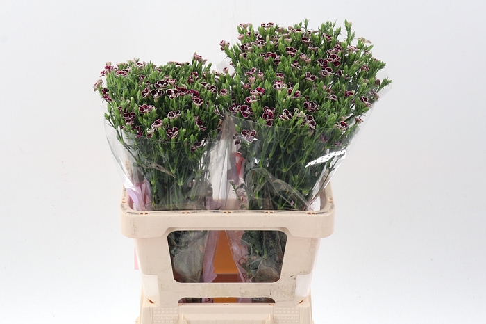 <h4>Di Raffin Petit Faye 55cm</h4>